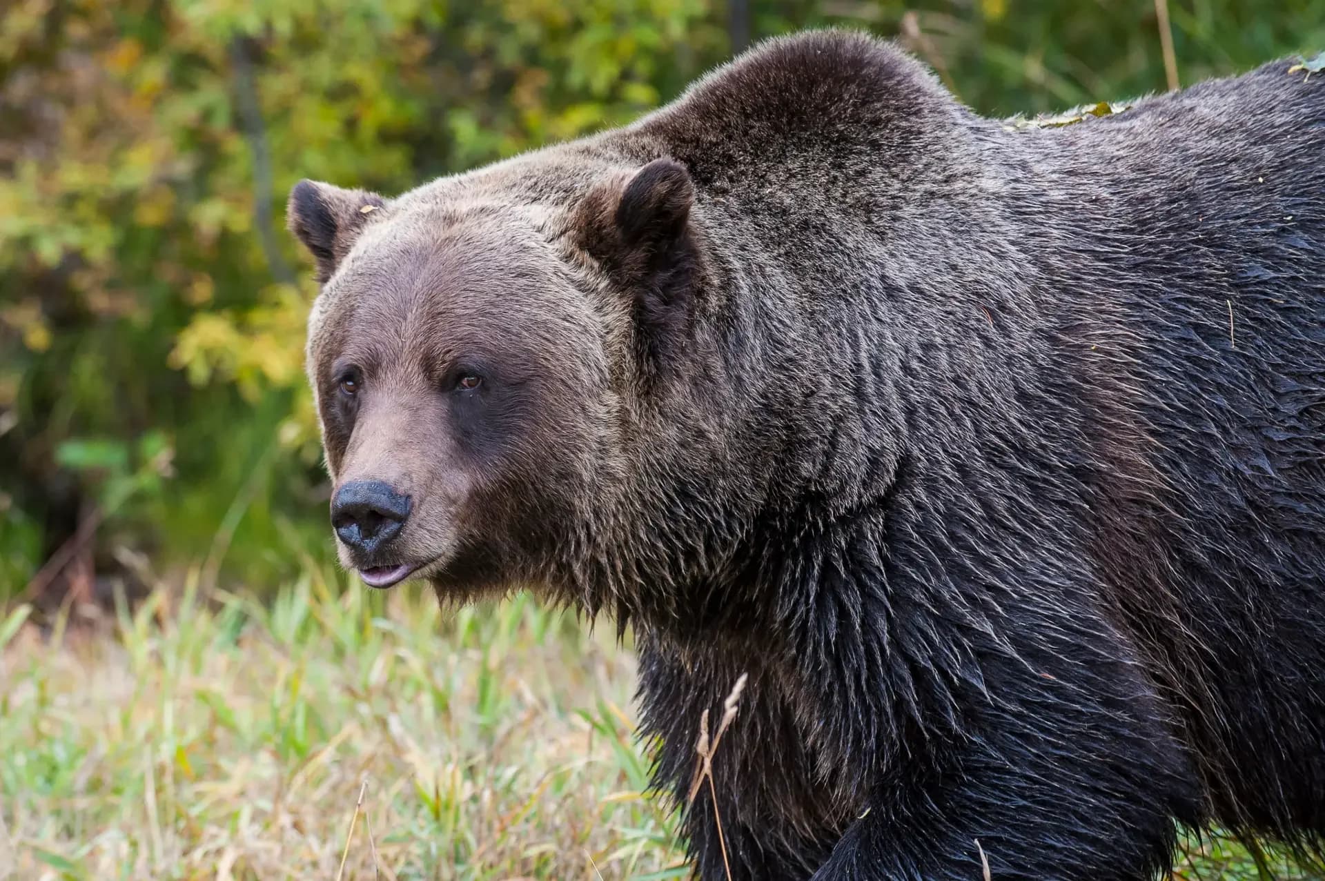 Discover Grizzly Bear Tour