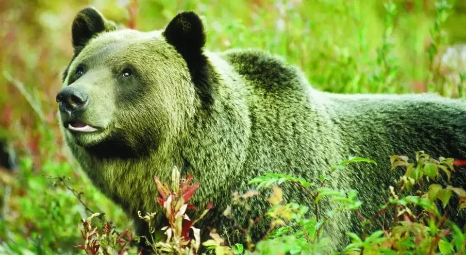 Evening safari sightings May 26th