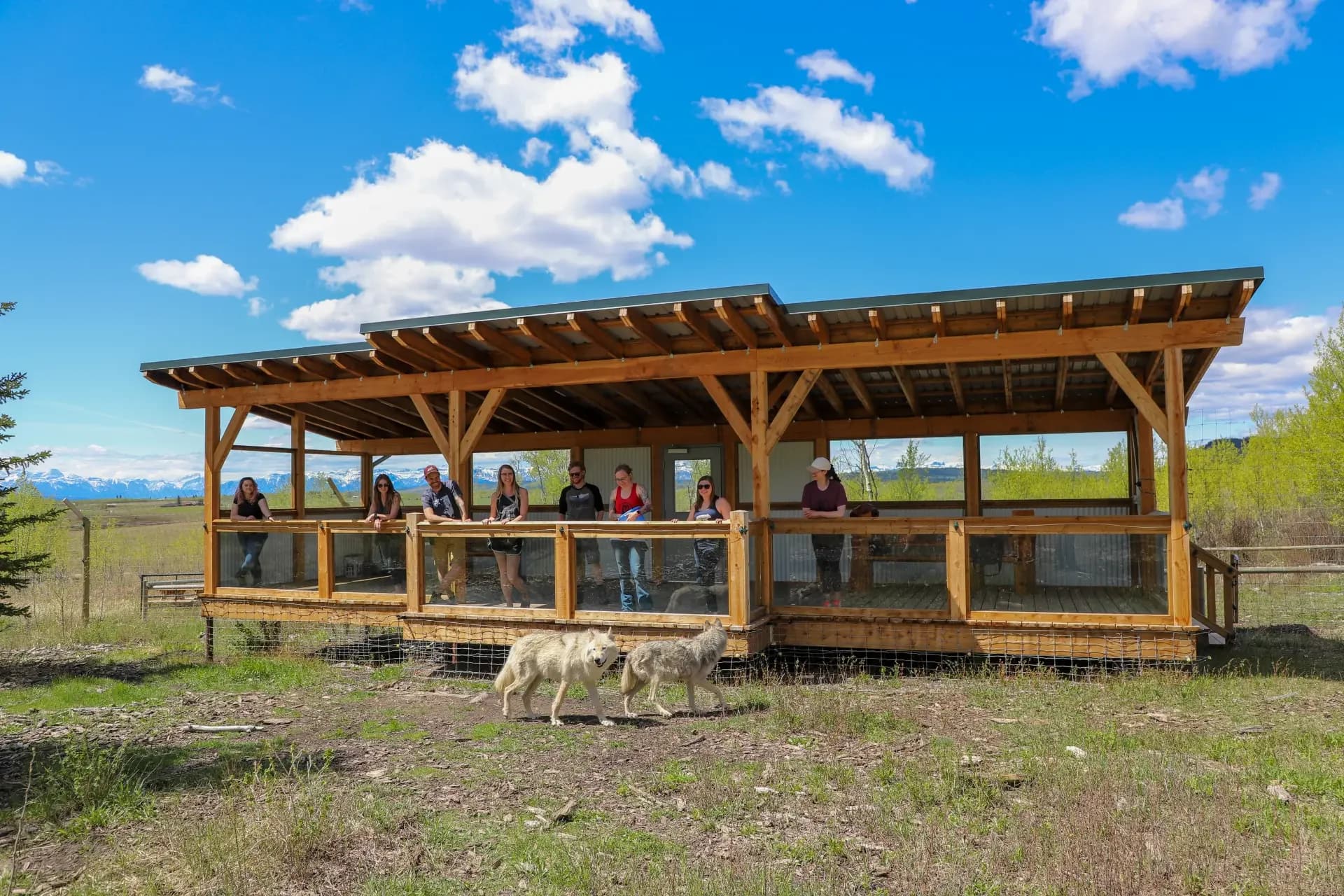Wolfdog Sanctuary – Intro