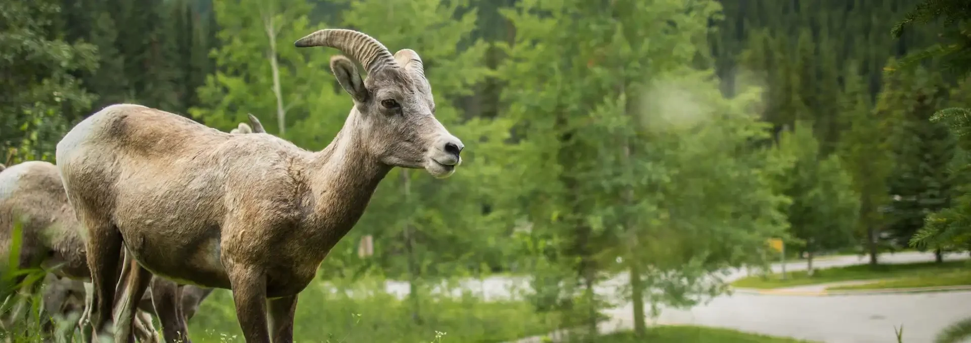 2017 Wildlife Sightings in Banff