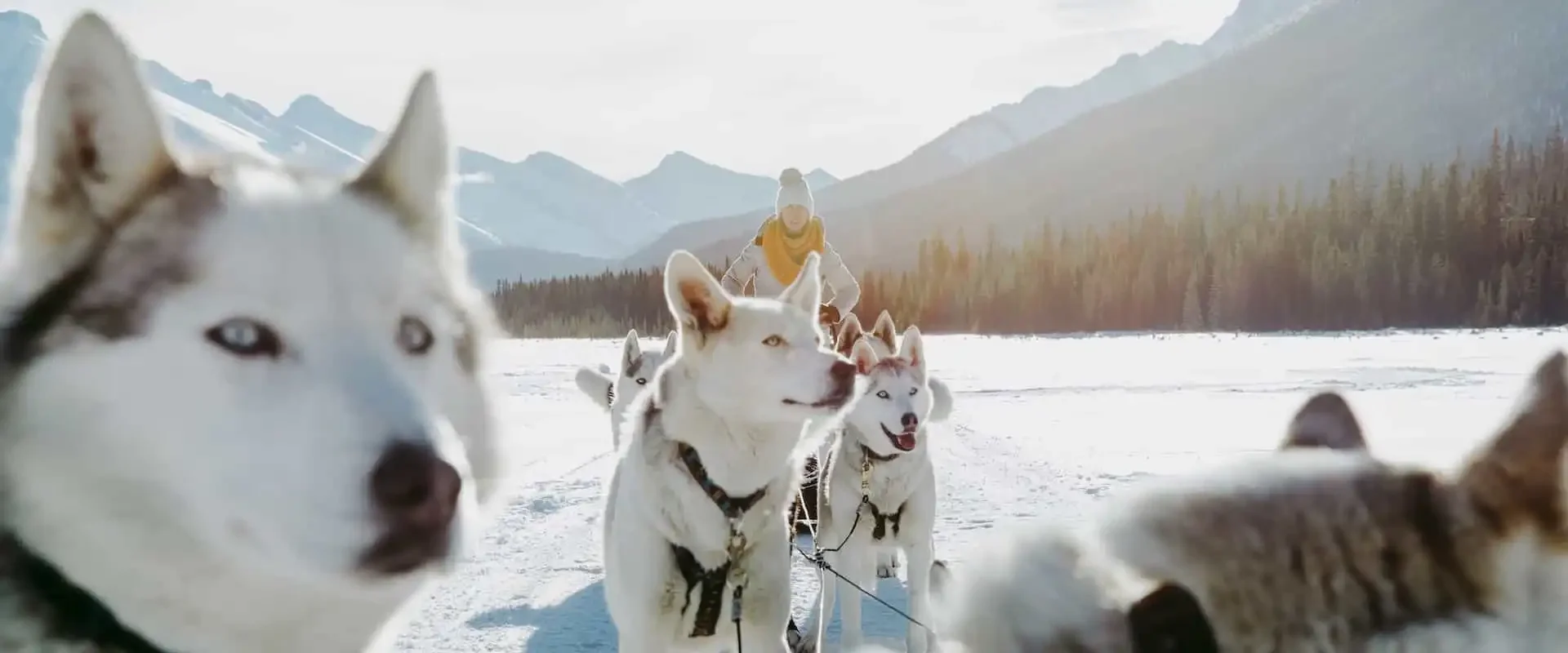 Dogsledding – Sunfeather Winterlude 4 Hrs