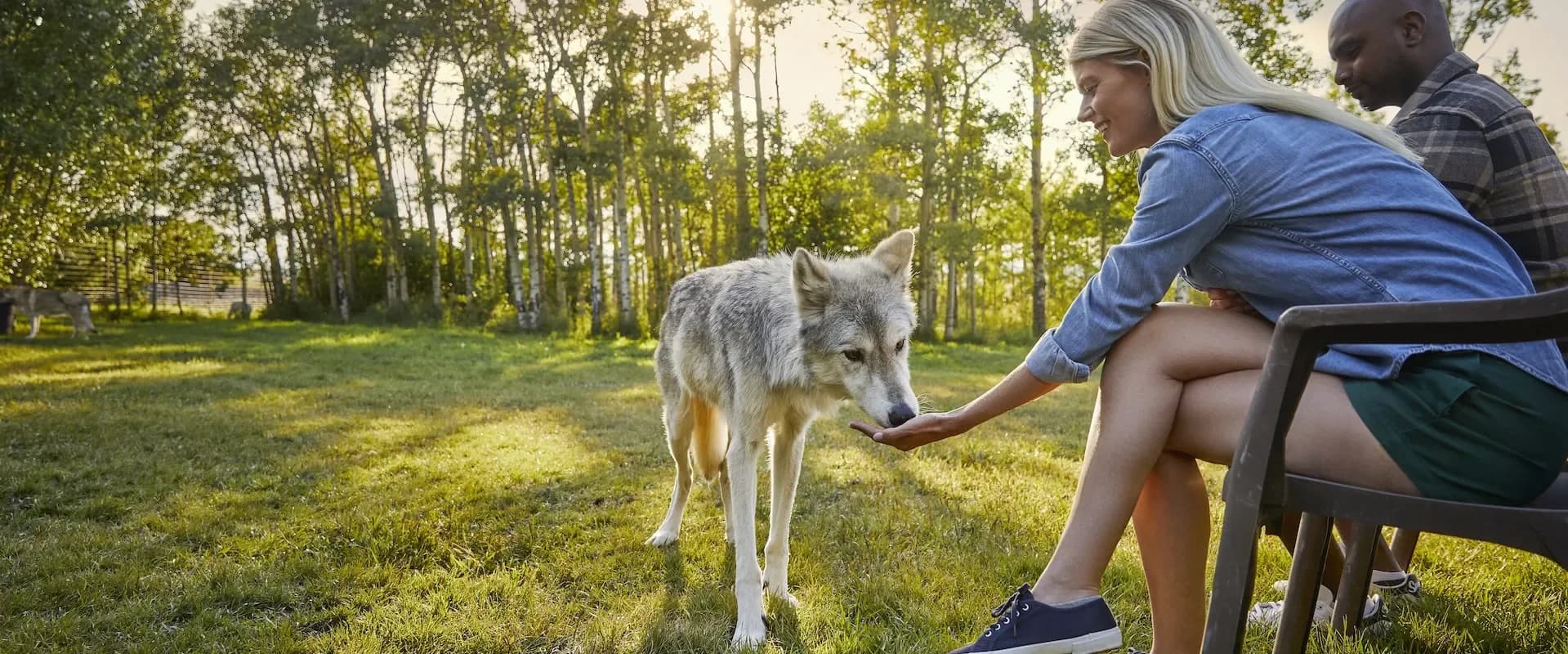 Wolfdog Sanctuary – Interactive