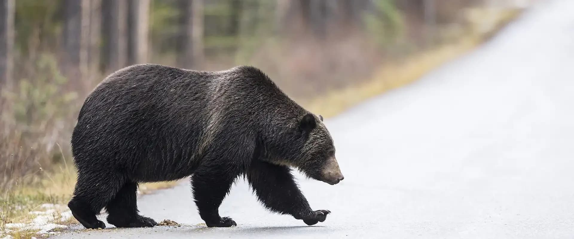 Where to Spot Wildlife with Discover Banff Tours