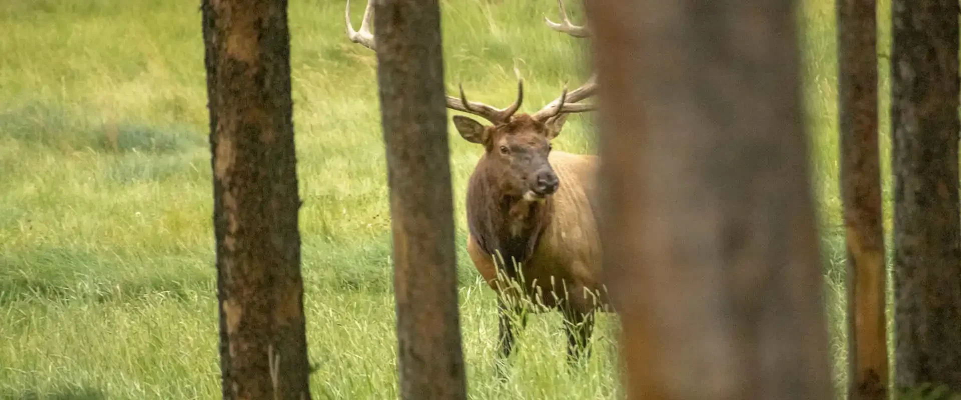 Evening wildlife safari sightings May 22nd