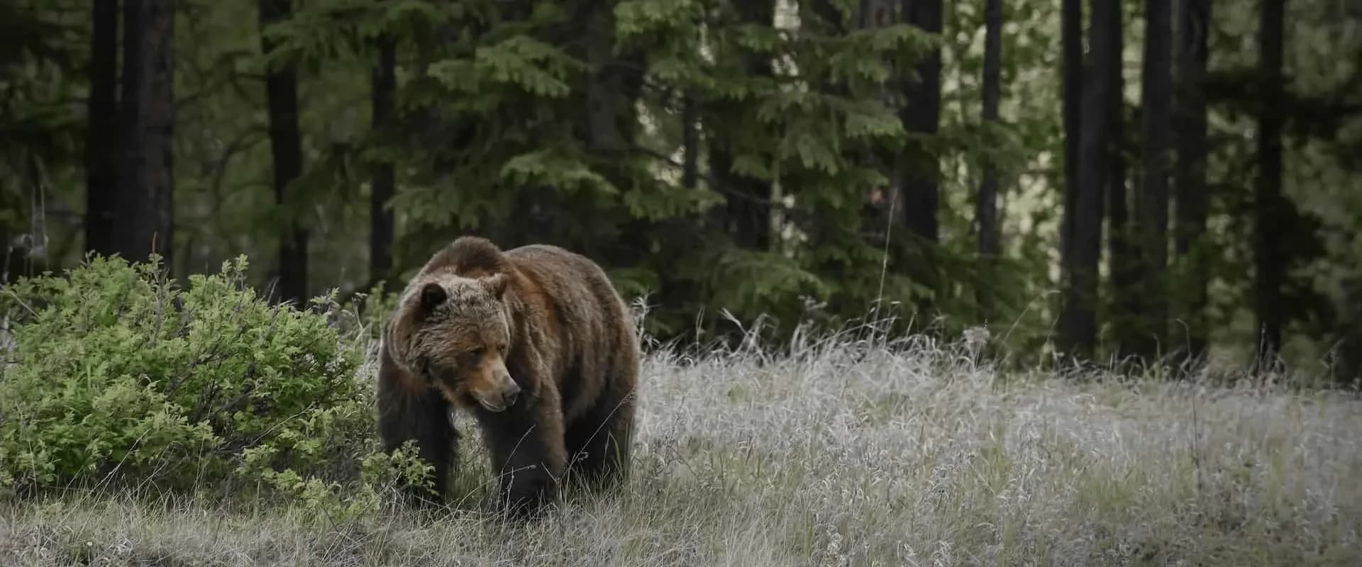 Jasper Wildlife Discovery Tour