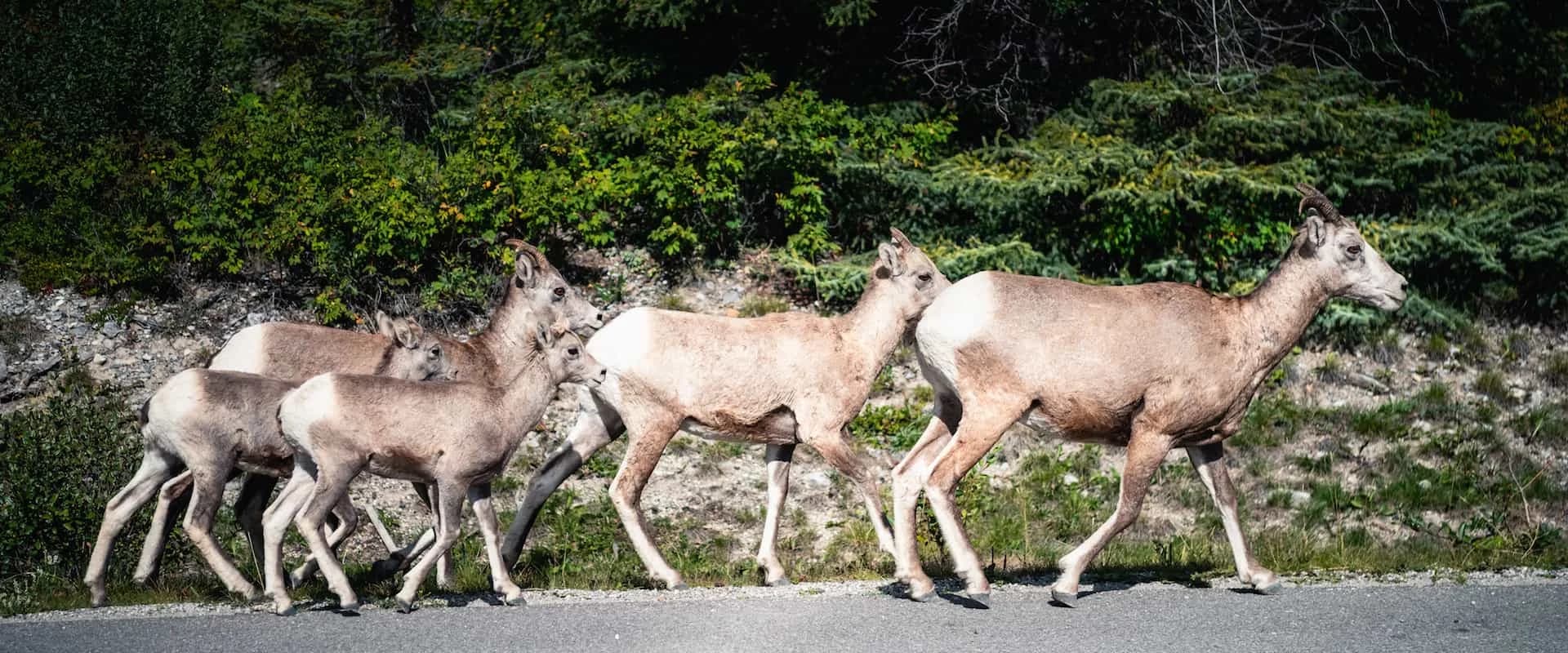 Wildlife safari sightings May 17th